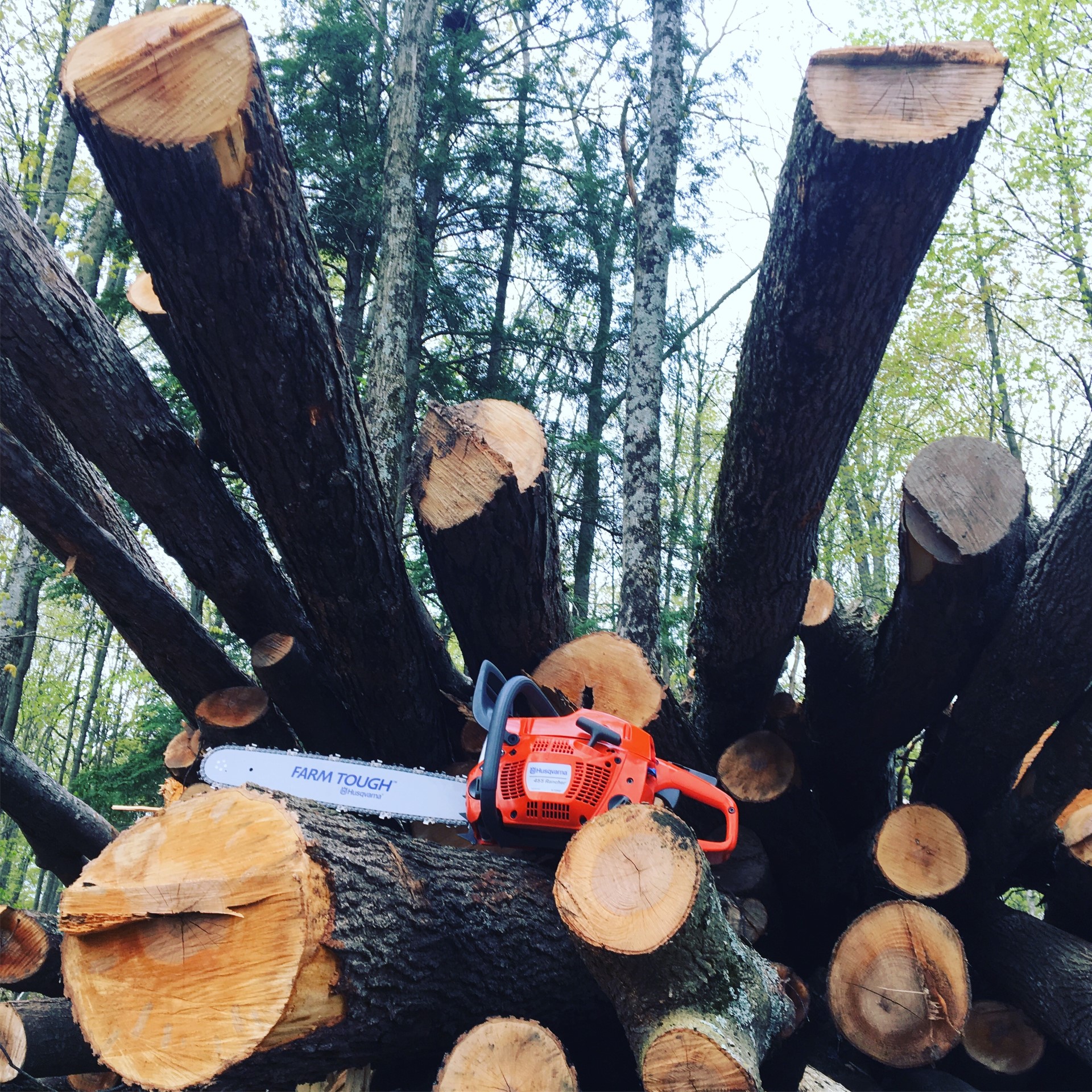 Chainsaw and logs