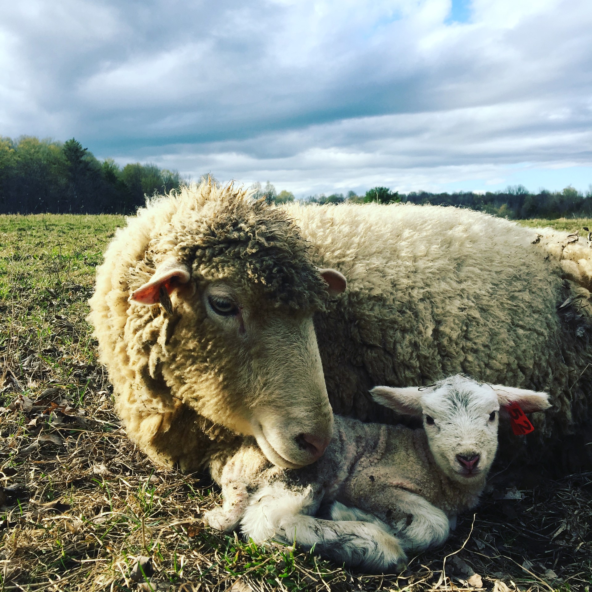 Ewe and lamb